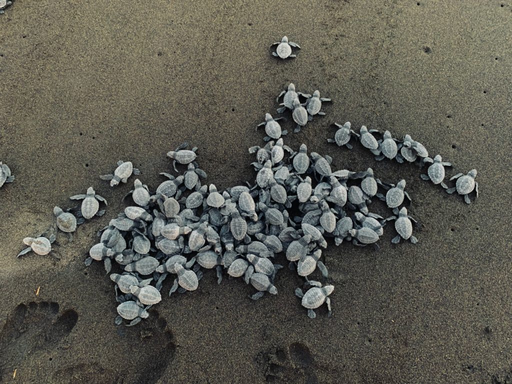 bébé tortue sur la plage